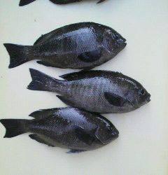 沖一文字北で24.5センチ迄をフカセ釣りで