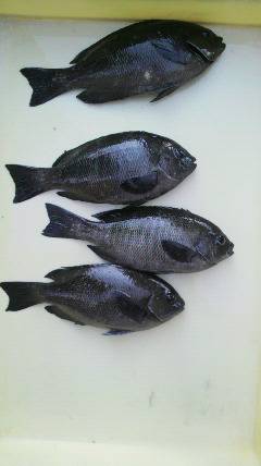 沖一文字北で24.5センチ迄をフカセ釣りで