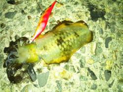 アジュール舞子～西舞子　短い時合いを捕らえ…