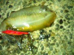 アジュール舞子～西舞子　短い時合いを捕らえエギングでアオリイカ