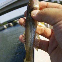 見出川でハゼ狙い 体高がありぷっくりして美味しそう！