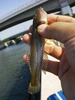 見出川でハゼ狙い 体高がありぷっくりして美味しそう！