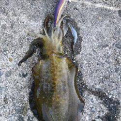 泉佐野 沖堤のエギングでアオリ ショアジギではコショウダイ☆