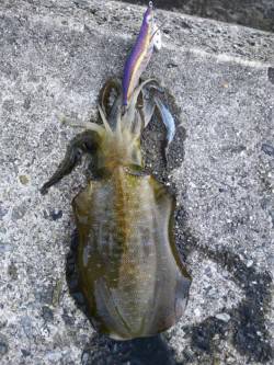 泉佐野　沖堤のエギングでアオリ　ショアジギ…