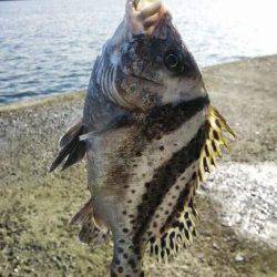 泉佐野 沖堤のエギングでアオリ ショアジギではコショウダイ☆