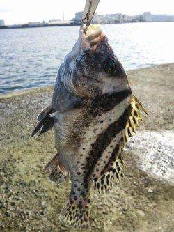 泉佐野 沖堤のエギングでアオリ ショアジギではコショウダイ☆