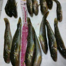 見出川でハゼ狙い 体高がありぷっくりして美味しそう！