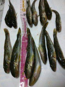 見出川でハゼ狙い 体高がありぷっくりして美味しそう！