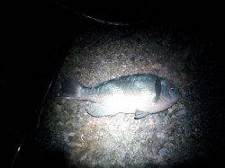 千里浜　フカセでコロダイ・グレ！　釣友もコロダイ