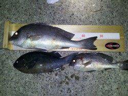 千里浜　フカセでコロダイ・グレ！　釣友もコロダイ