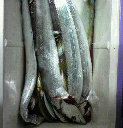 岸和田一文字 ワインドでタチウオ1m！