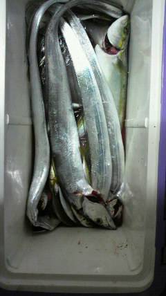 岸和田一文字 ワインドでタチウオ1m！