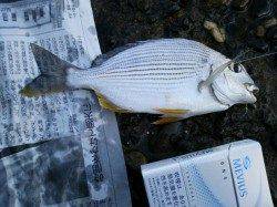 深日漁港　風が強い中でのチョイ投げでヘダイ＆チャリコ