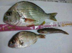 深日漁港　風が強い中でのチョイ投げでヘダイ＆チャリコ