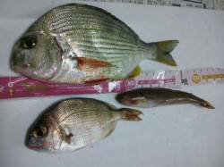 深日漁港　風が強い中でのチョイ投げでヘダイ…