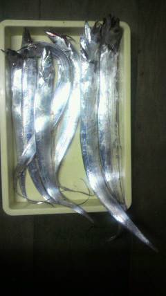 岸和田一文字　タチウオは数釣り狙える