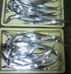 岸和田一文字　タチウオは数釣り狙える