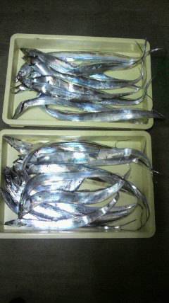 岸和田一文字　タチウオは数釣り狙える