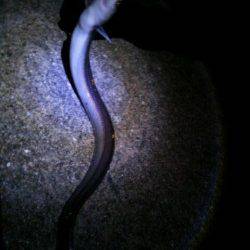 満員の北公園で伝助クラスのアナゴに大満足！