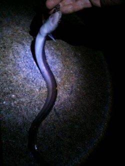 満員の北公園で伝助クラスのアナゴに大満足！