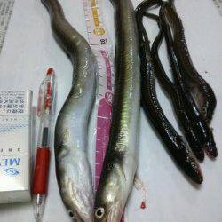 満員の北公園で伝助クラスのアナゴに大満足！