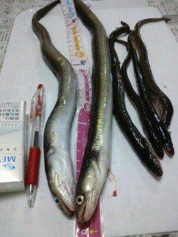 満員の北公園で伝助クラスのアナゴに大満足！