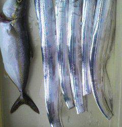 タチウオ釣れています！岸和田沖一文字釣果