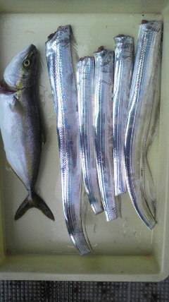 タチウオ釣れています！岸和田沖一文字釣果