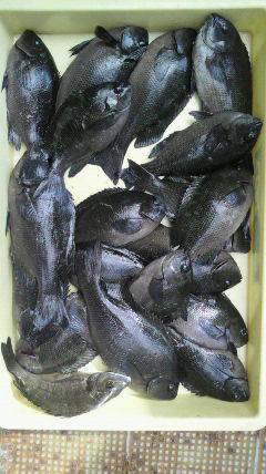 沖一文字北でゴカイを使ったウキ釣り、グレ18枚