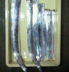 岸和田一文字　ウキ釣りでタチウオの釣果