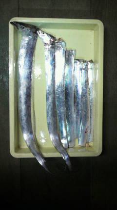 岸和田一文字　ウキ釣りでタチウオの釣果