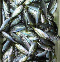 岸和田一文字　サビキのアジも好調