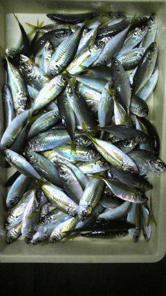 岸和田一文字　サビキのアジも好調