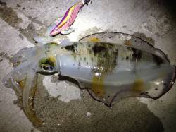 垂水漁港でエギング、潮止まりの少し前に２連…