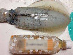 垂水漁港でエギング、潮止まりの少し前に２連続でHIT!