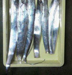 岸和田一文字　夕方のタチウオいぜん好調