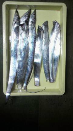 岸和田一文字　夕方のタチウオいぜん好調