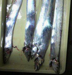 岸和田一文字　夕方のタチウオいぜん好調