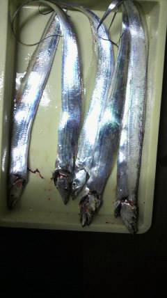 岸和田一文字　夕方のタチウオいぜん好調