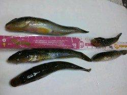 見出川河口でちょい投げ☆状況次第ではまだハゼいけそう