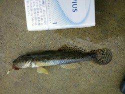 見出川河口でちょい投げ☆状況次第ではまだハゼいけそう