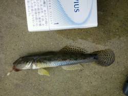 見出川河口でちょい投げ☆状況次第ではまだハ…