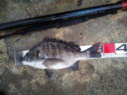 【雨の中なんとかチヌGET】高砂埋立地