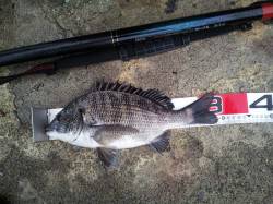 【雨の中なんとかチヌGET】高砂埋立地