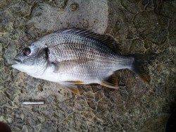 【雨の中なんとかチヌGET】高砂埋立地