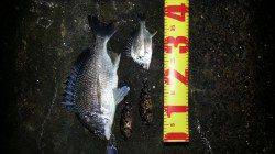 舞洲でチニング、ガシラがイレグイ、マチヌ・キビレの釣果も