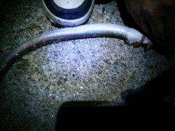 北公園夕方～３時間でアナゴ15匹、サイズは40cmクラスも