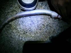 北公園夕方～３時間でアナゴ15匹、サイズは…