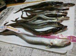 北公園夕方～３時間でアナゴ15匹、サイズは40cmクラスも