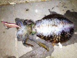 新浜漁港　エギング＆ウキ釣りで狙うアオリイカ☆